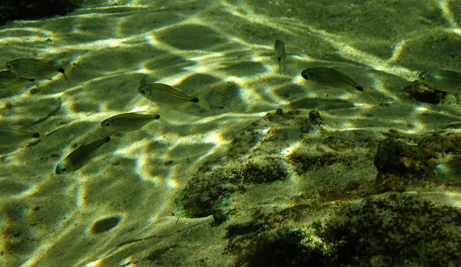 Snorkeling in the cristal clear water near Bonito [15.63 mm, 1/250 sec at f / 5.0, ISO 80]